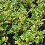 Leylandii Hedging TWO euros Image 3