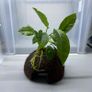 Coconut with Two Anubias Plants Image 8