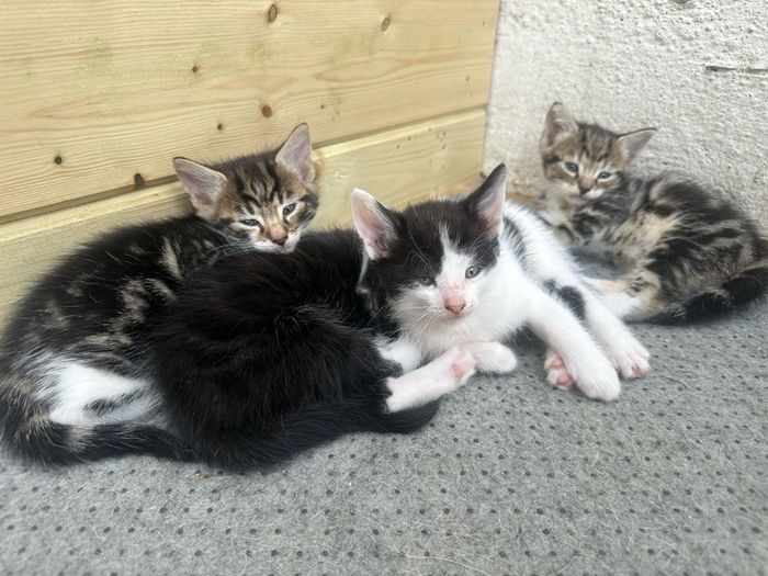 Kittens for adoption