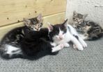 Kittens for adoption