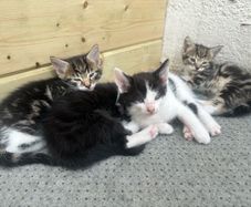 Kittens for adoption