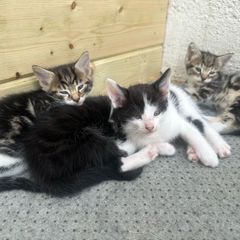 Kittens for adoption