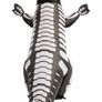 Inflatable Halloween Costume Skeleton Dinosaur Full Body T-Rex Inflatable Costume - Adult Unisex One Size (FREE POSTAGE) Image 5