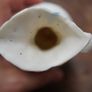 Pair of Victorian Parian Ware Ewers Image 5