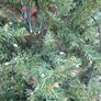 7 foot Christmas Tree Image 2