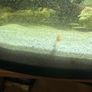 60lt fish tank with loads of extras Image 2