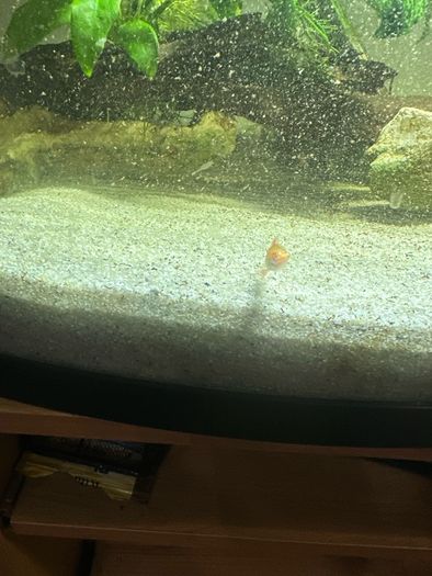 60lt fish tank with loads of extras