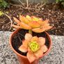 plant Image 2