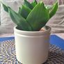 Healthy Sansevieria Hahnii in Decorative Pot Image 4