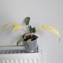 Philodendron Florida Ghost Plant Image 5