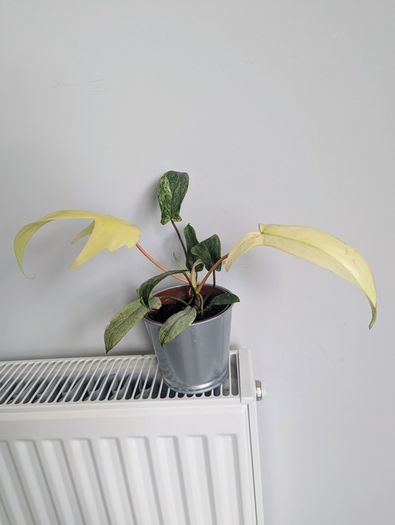 Philodendron Florida Ghost Plant
