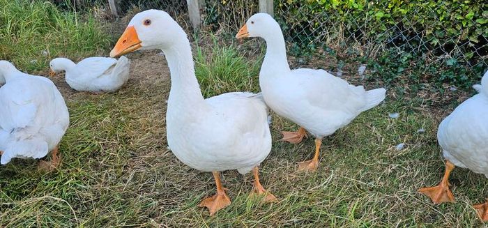 Embden goslings