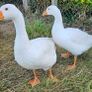 Embden goslings Image 3