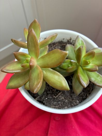 plant