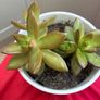 plant Image 4