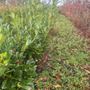 Laurel hedging