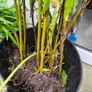 garden plants Image 4