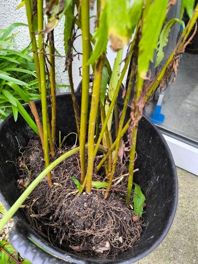 garden plants