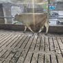 Charlaois bulls Image 5