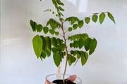 Starfruit tree seedlings