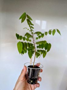 Starfruit tree seedlings