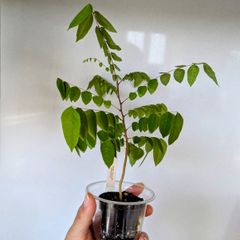 Starfruit tree seedlings