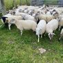 Quality Crossbred Hoggets Image 4