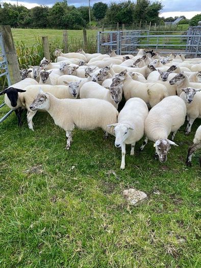 Quality Crossbred Hoggets