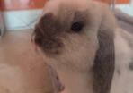 Mini Lop