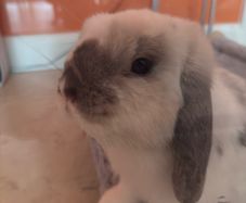 Mini Lop