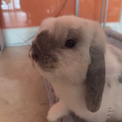 Mini Lop