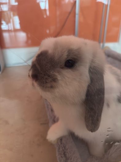 Mini Lop