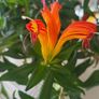 Aeschinantus. '' Lipstick plant''  ''Golden Fish'' house plant. Image 4