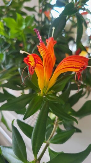 Aeschinantus. '' Lipstick plant''  ''Golden Fish'' house plant.