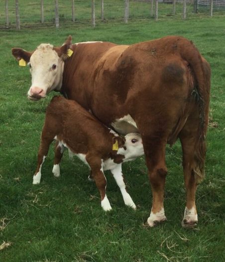 PBR Hereford