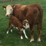 PBR Hereford Image 7
