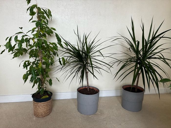 plant