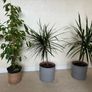 plant Image 3