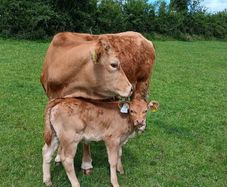Limonsin Cow & AI Limonsin heifer calf