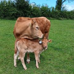 Limonsin Cow & AI Limonsin heifer calf