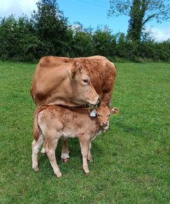 Limonsin Cow & AI Limonsin heifer calf