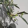 Olive Tree Image 4