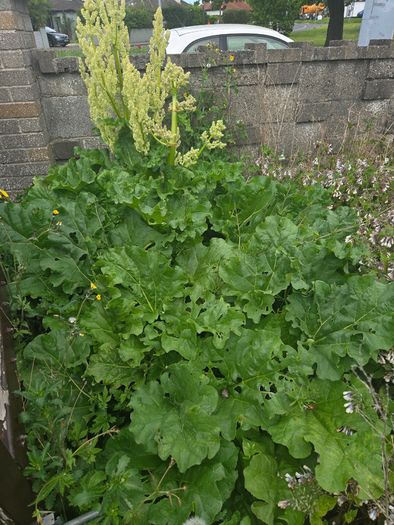 A wild garden