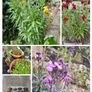 Outdoor plants for sale. Image 5