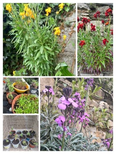 Outdoor plants for sale.