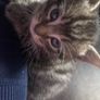 6 kittens Image 2