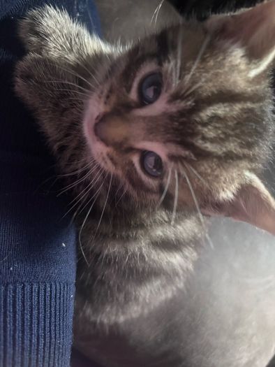6 kittens