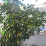 Tall mature Umbrella Plant Image 6