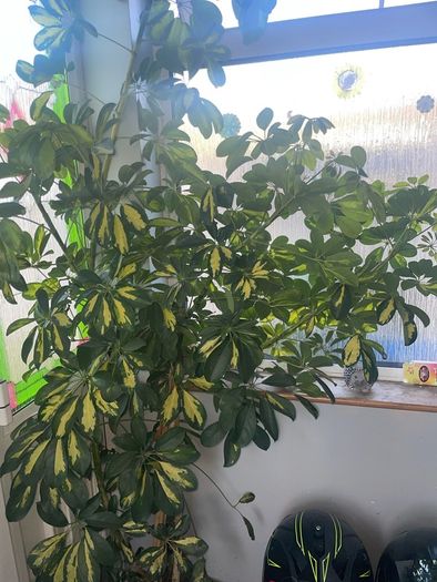 Tall mature Umbrella Plant