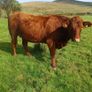 Heifers Image 7